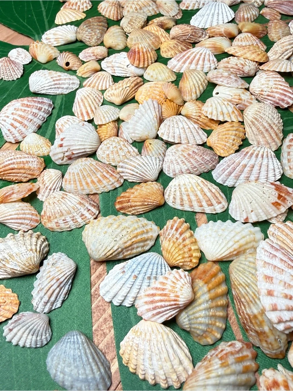 Creating On The Coast 50 mixed